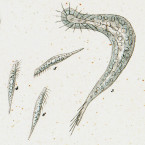 Oxytricha caudata (=Urosoma caudata)