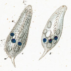 Uroleptus musculus (=Paruruleptus gallina)