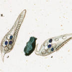 Uroleptus musculus (=Paruruleptus gallina)