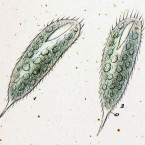 Uroleptus hospes (=Mucotrichidium hospes)