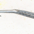 Uroleptus filum (=Spirostomum caudatum)