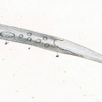 Uroleptus filum (=Spirostomum caudatum