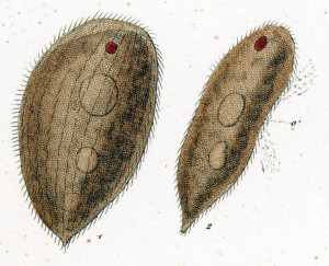 Ophryoglena acuminata (=Frontonia acuminata)