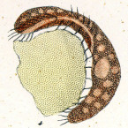 Oxytricha rubra (=Pseudokeronopsis rubra)