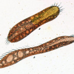 Oxytricha rubra (=Pseudokeronopsis rubra)