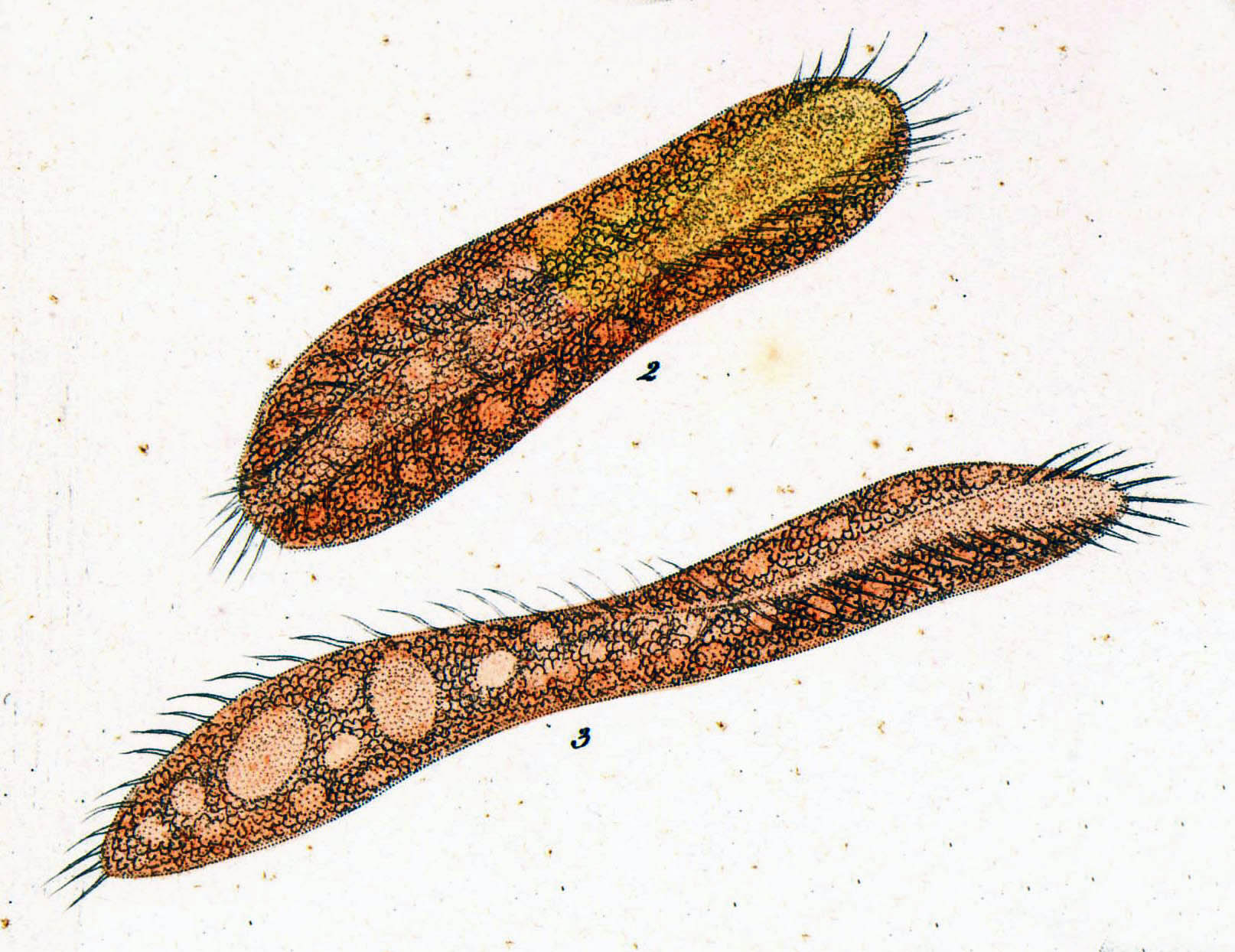 Инфузория заболевание. Pseudokeronopsis rubra. Myrionecta rubra. Инфузория тинтиннида. Mesodinium rubrum.