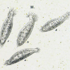 Oxytricha pullaster (=Holosticha pullaster)