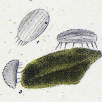 Oxytricha cicada (=Aspidisca cicada)