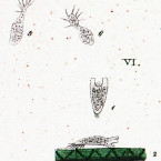 Ceratidium cunea (a doubtful species; according to Corliss, nomen oblitum)