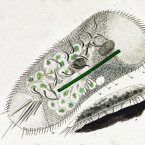 Stylonychia mytilus