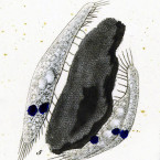 Stylonychia pustulata (=Tetmemena pustulata)