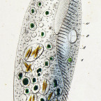 Stylonychia lanceolata (=Pleurotricha lanceolata)